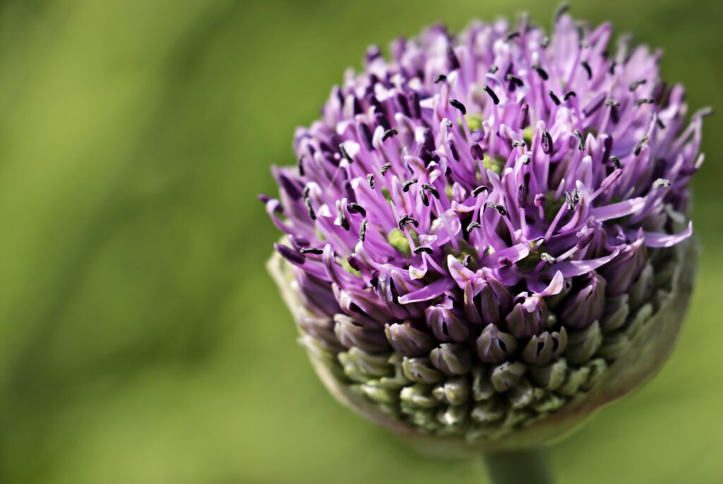 allium flower