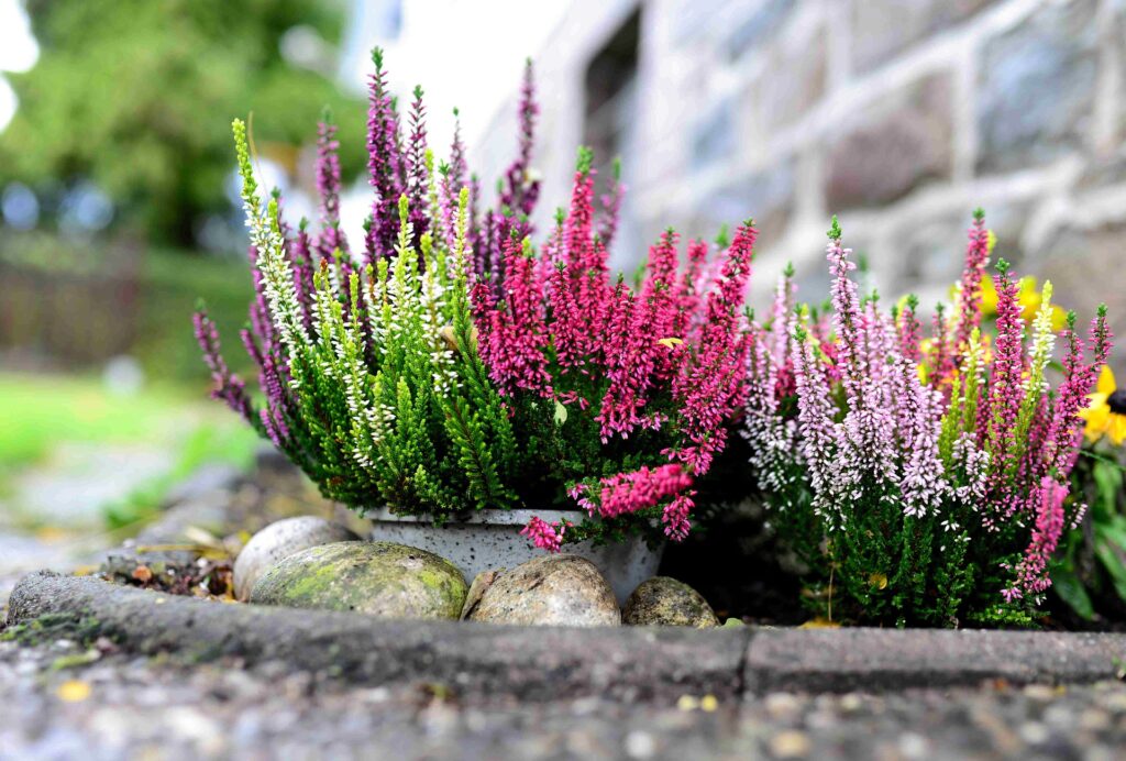 Heather Flowers