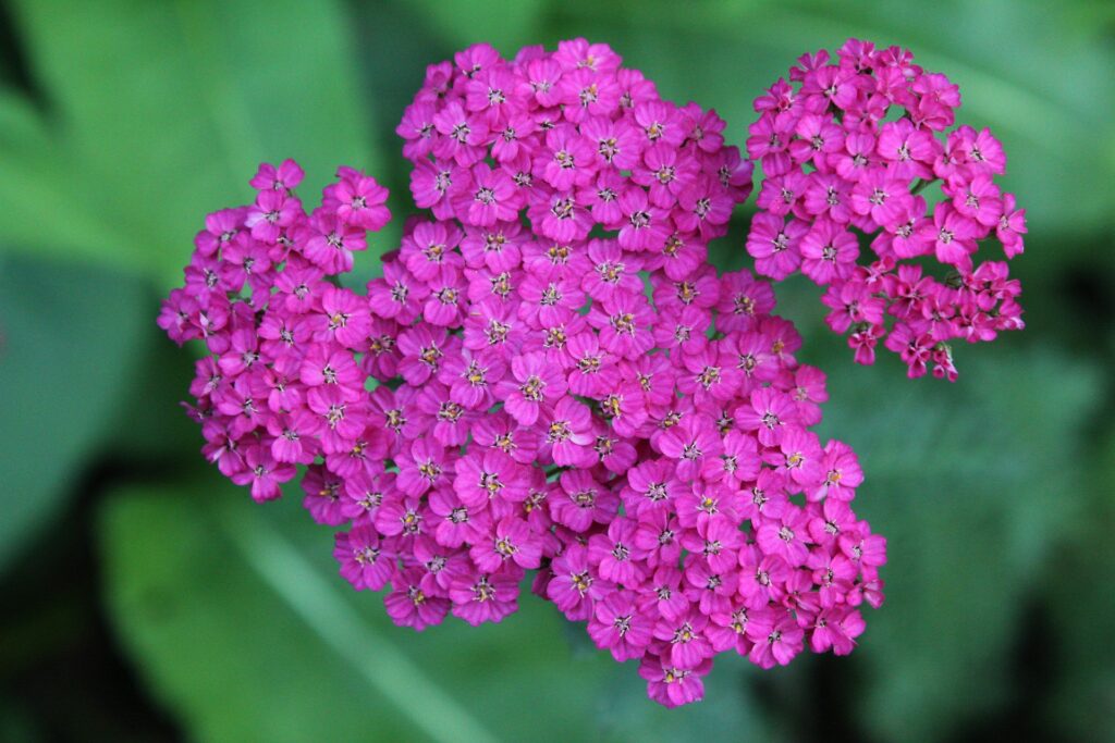 yarrow flower