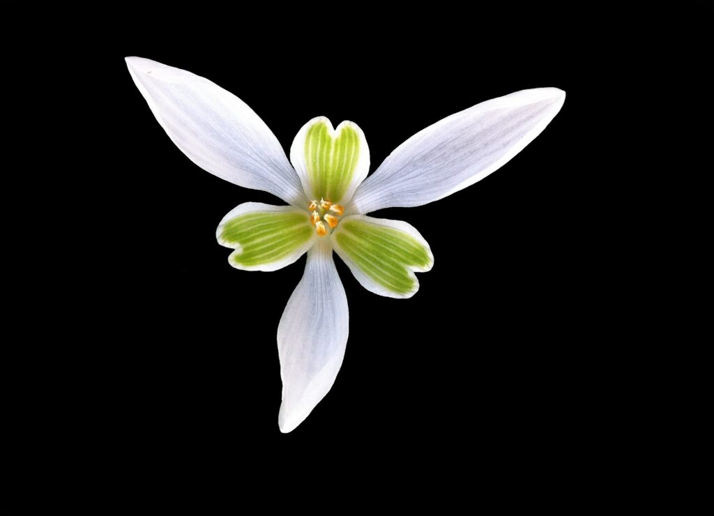 Symbolic Secrets of the Snowdrop Flower