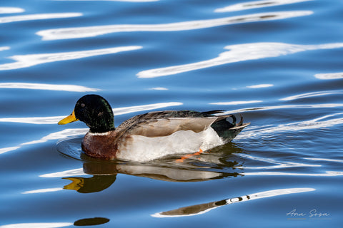 Wildlife on the lakes of Utah