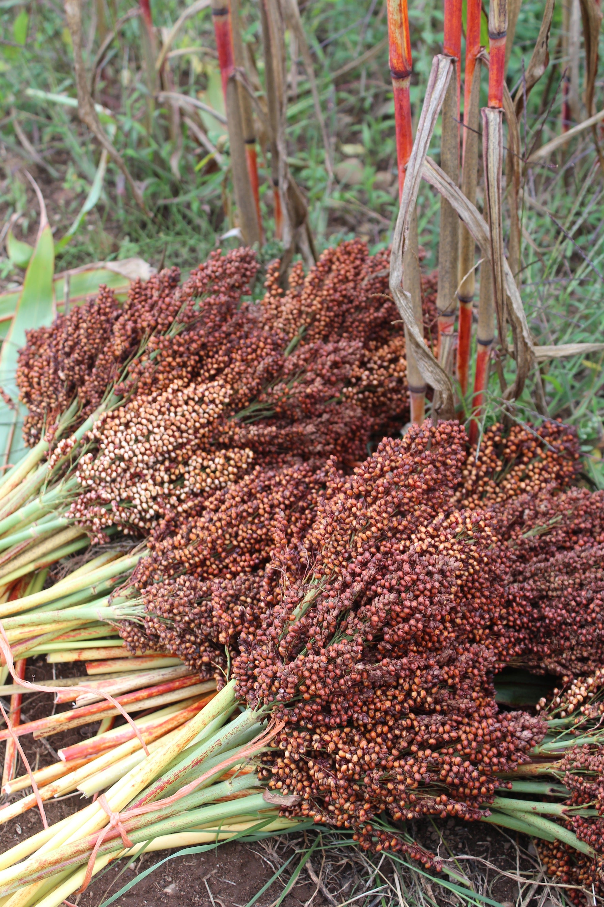 How to Grow Sorghum - Nova Scotia Canada - Annapolis Seeds