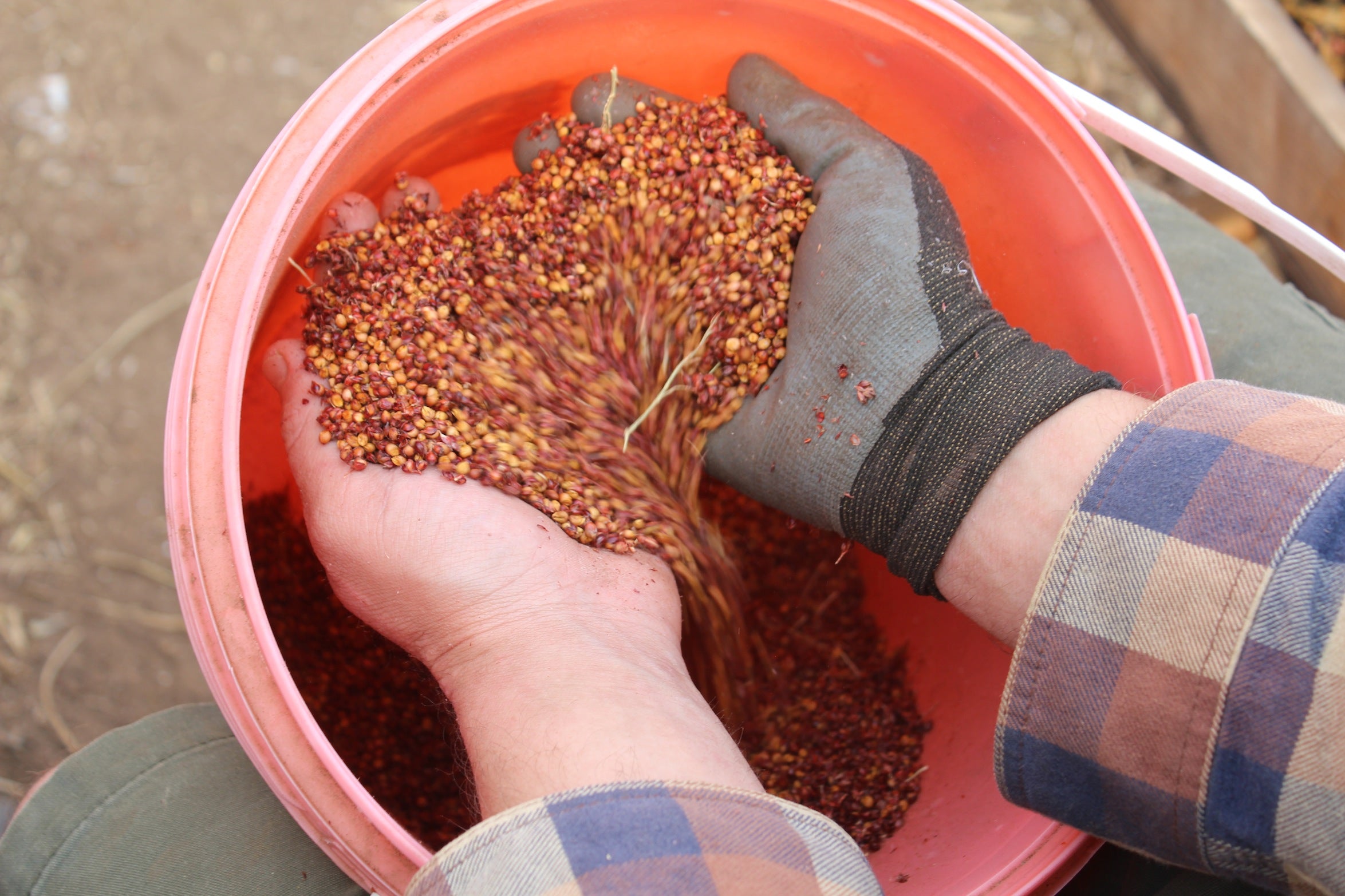 How to Grow Sorghum - Nova Scotia Canada - Annapolis Seeds