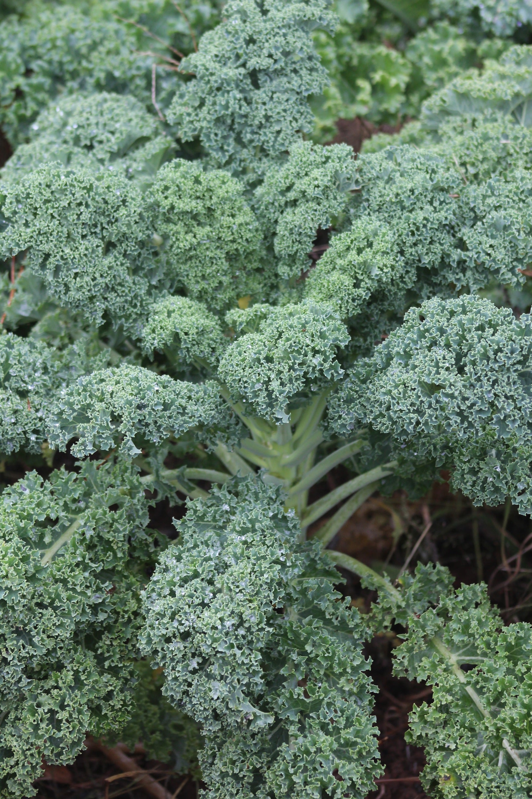 How to Grow Organic Kale in Nova Scotia Canada