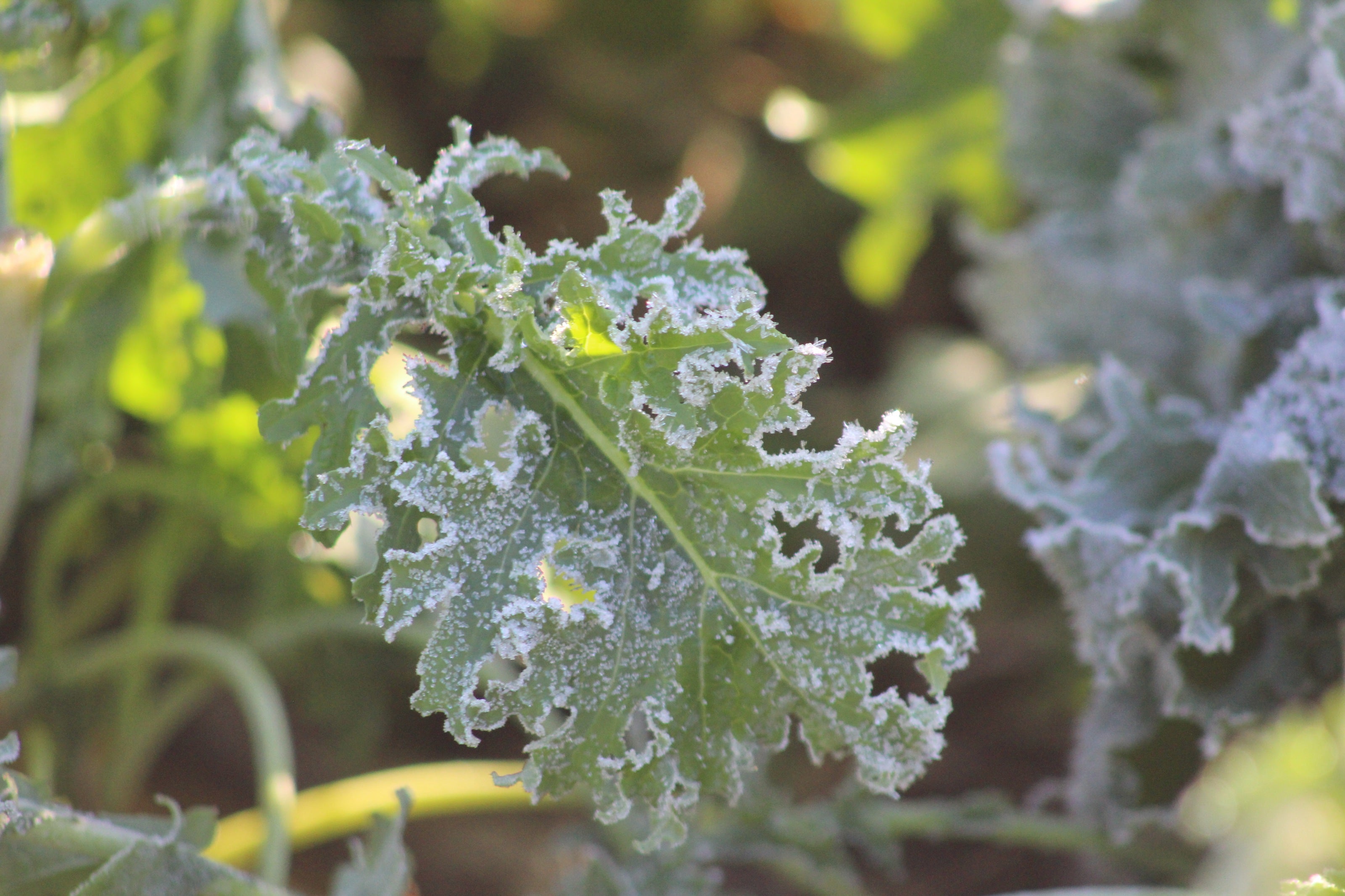 Winter Harvests - How to Grow Organic Kale in Nova Scotia Canada