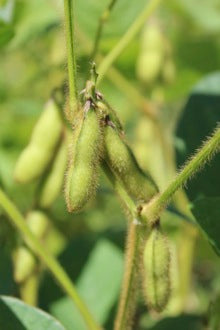 How to Grow Edamame Soybeans - Nova Scotia Canada - Annapolis Seeds