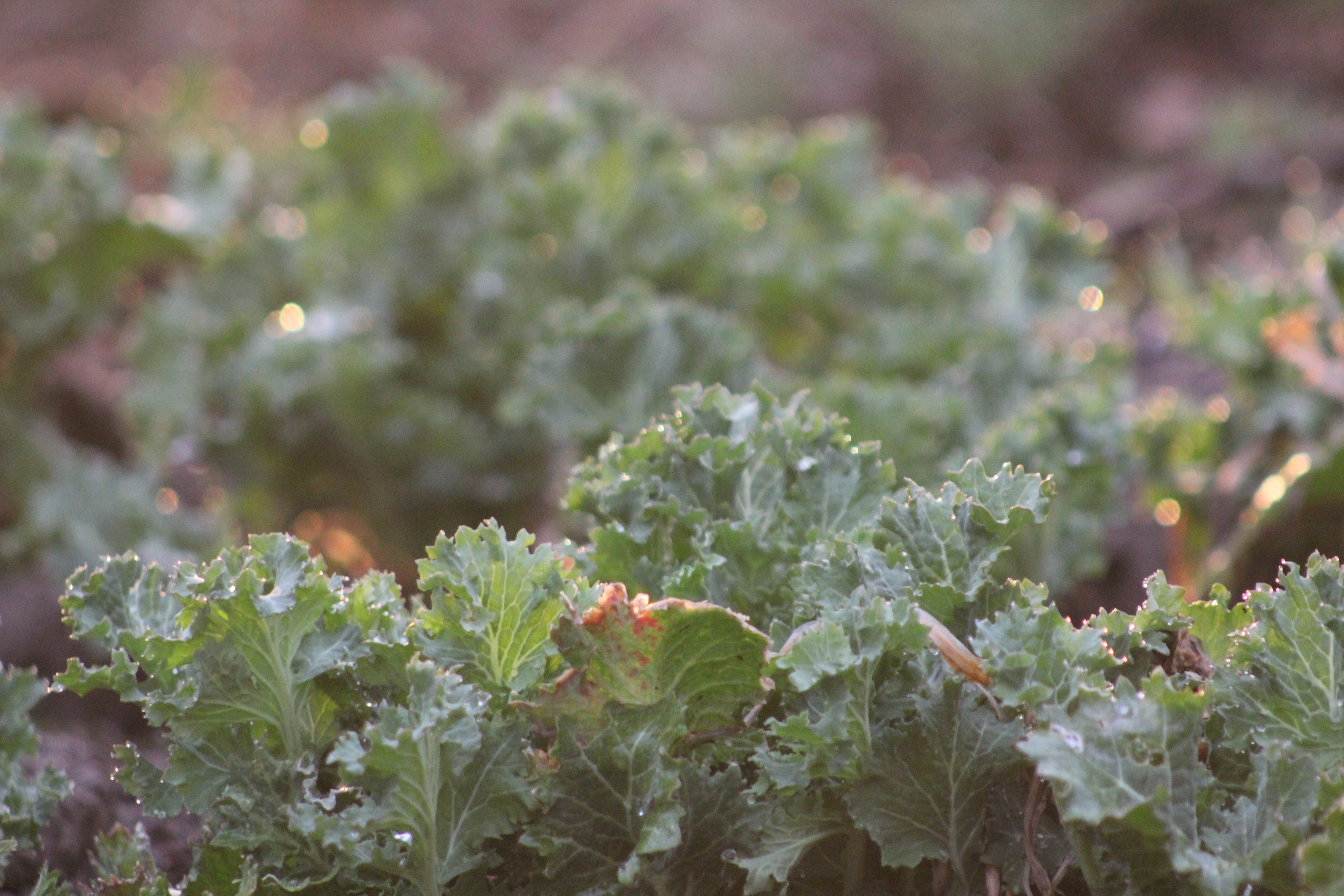 Overwintering - How to Grow Organic Kale in Nova Scotia Canada