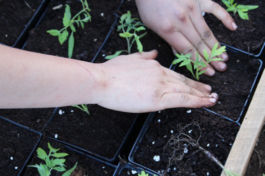 Transplanting - How to Grow Organic Tomatoes in Nova Scotia Canada