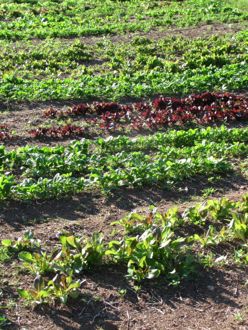 How to Grow Organic Lettuce in Nova Scotia Canada