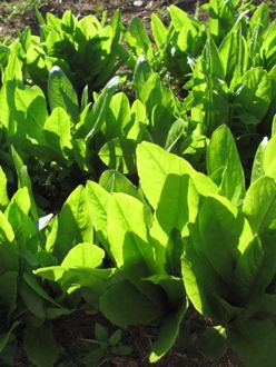 How to Grow Organic Lettuce in Nova Scotia Canada