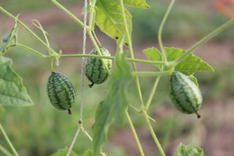 How to Grow Organic Cucamelons - Nova Scotia Canada - Annapolis Seeds