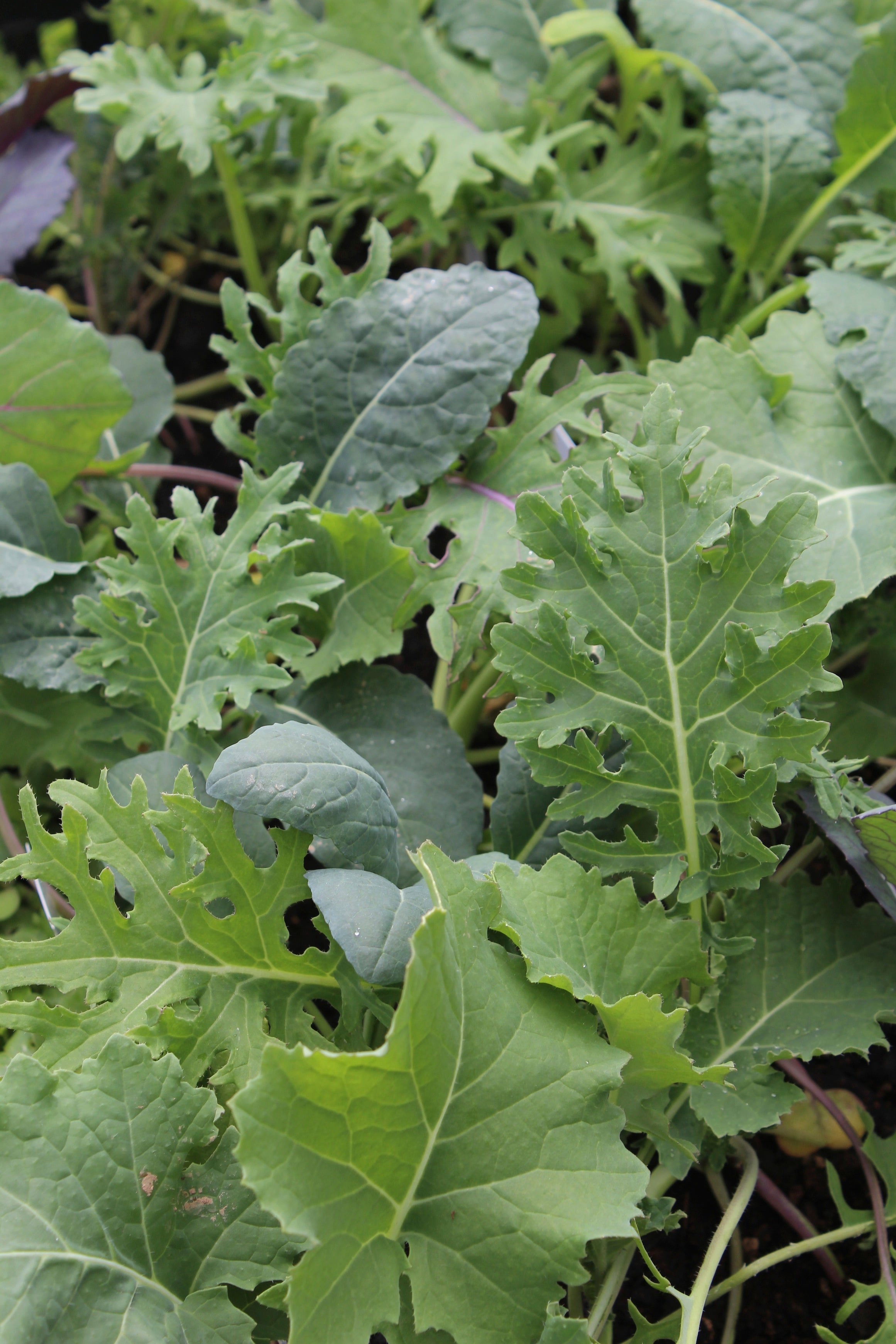 How to Grow Organic Kale in Nova Scotia Canada