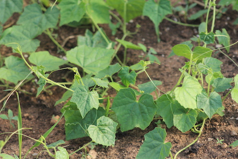 Growing Cucamelons in Nova Scotia - Saving Cucamelon Seed