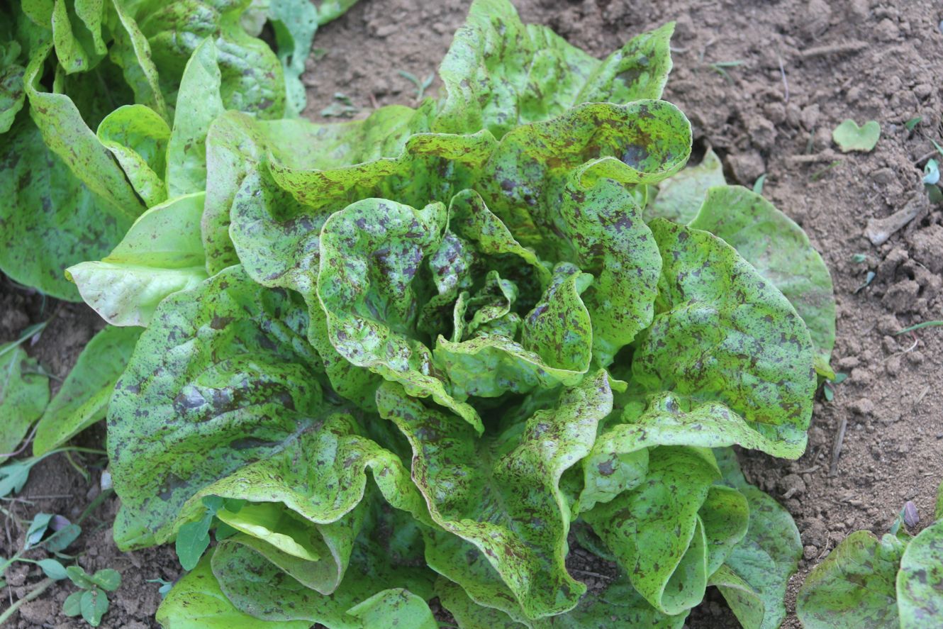 How to Grow Organic Lettuce in Nova Scotia Canada