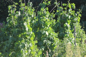 How to Grow Organic Pole Beans - Nova Scotia Canada - Annapolis Seeds