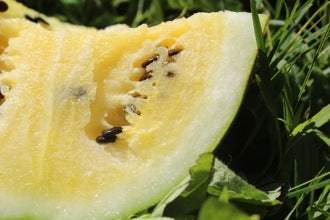 How to Save Melon Seed - Nova Scotia Canada - Annapolis Seeds