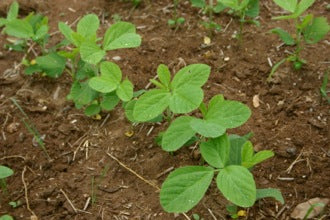 How to Grow Organic Soybeans - Nova Scotia Canada - Annapolis Seeds