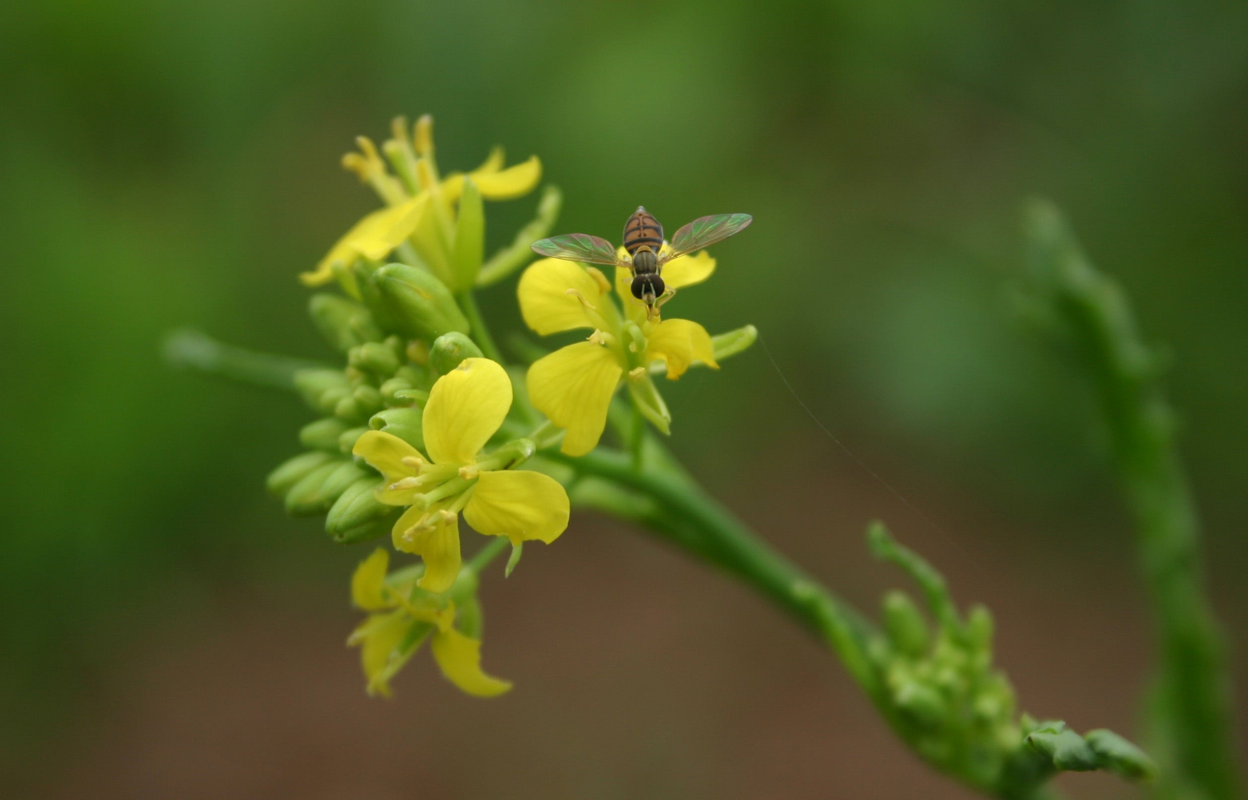 Flowering and Pollination - How to Save Brassica Seed - Nova Scotia Canada