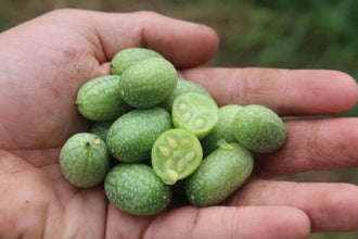 How to Grow Organic Cucamelons - Nova Scotia Canada - Annapolis Seeds