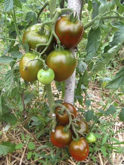 How to Grow Organic Heirloom Tomatoes in Nova Scotia Canada