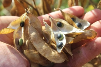 How to Save Soybean Seed - Nova Scotia Canada - Annapolis Seeds