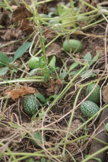 How to Save Cucamelon Seed - Nova Scotia Canada - Annapolis Seeds