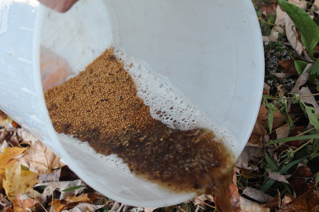 How to Save Eggplant Seed - Nova Scotia Canada