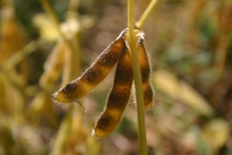 How to Save Soybean Seed - Nova Scotia Canada - Annapolis Seeds