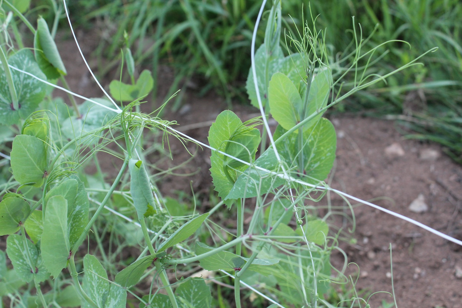 Tendrils on trellis - How to Grow Peas in Nova Scotia Canada
