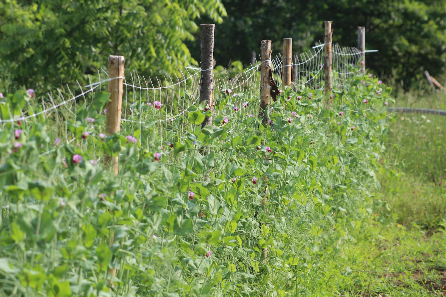 Summer pea trellis - How to Grow Peas in Nova Scotia Canada