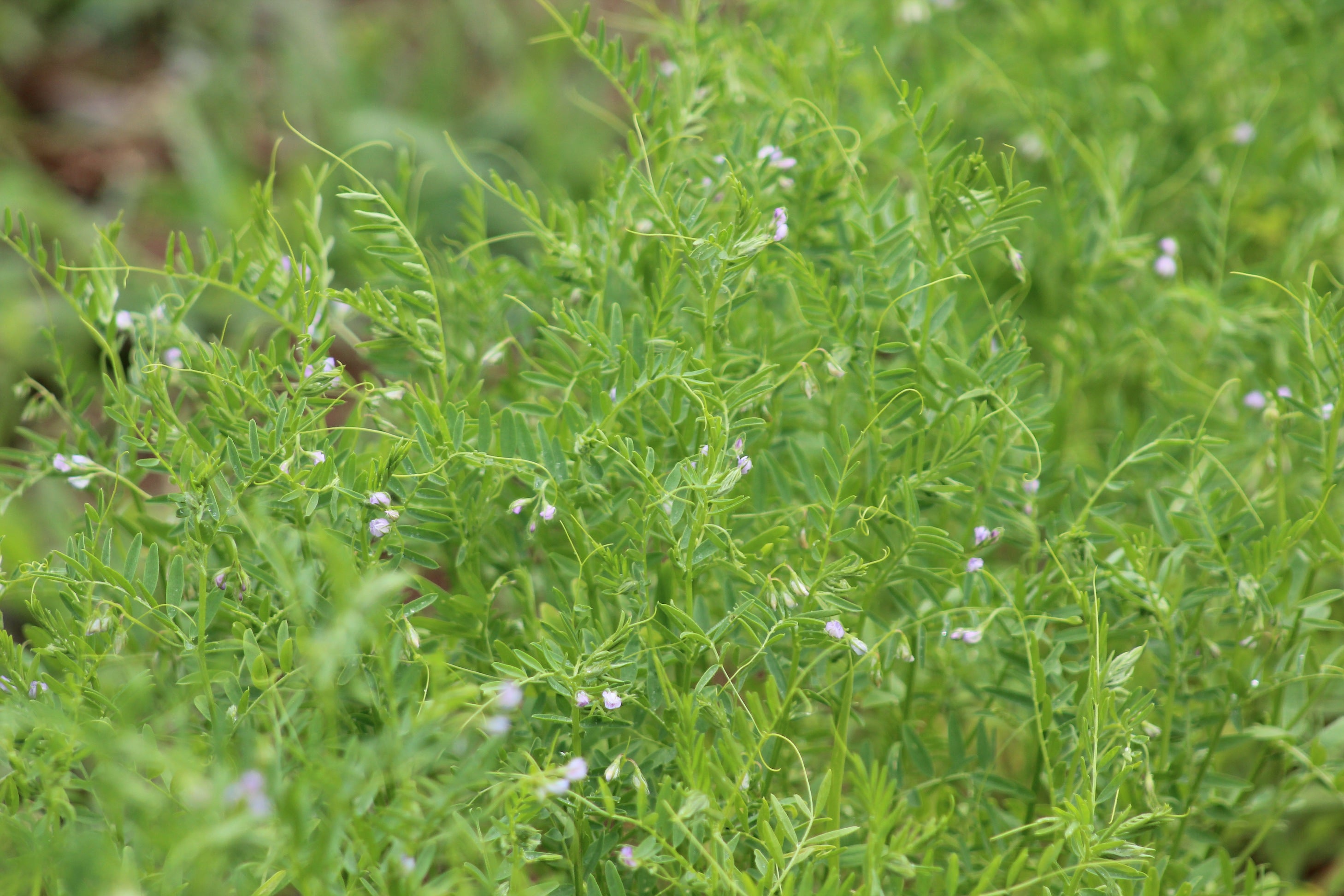 How to Grow Organic Lentils - Nova Scotia Canada - Annapolis Seeds