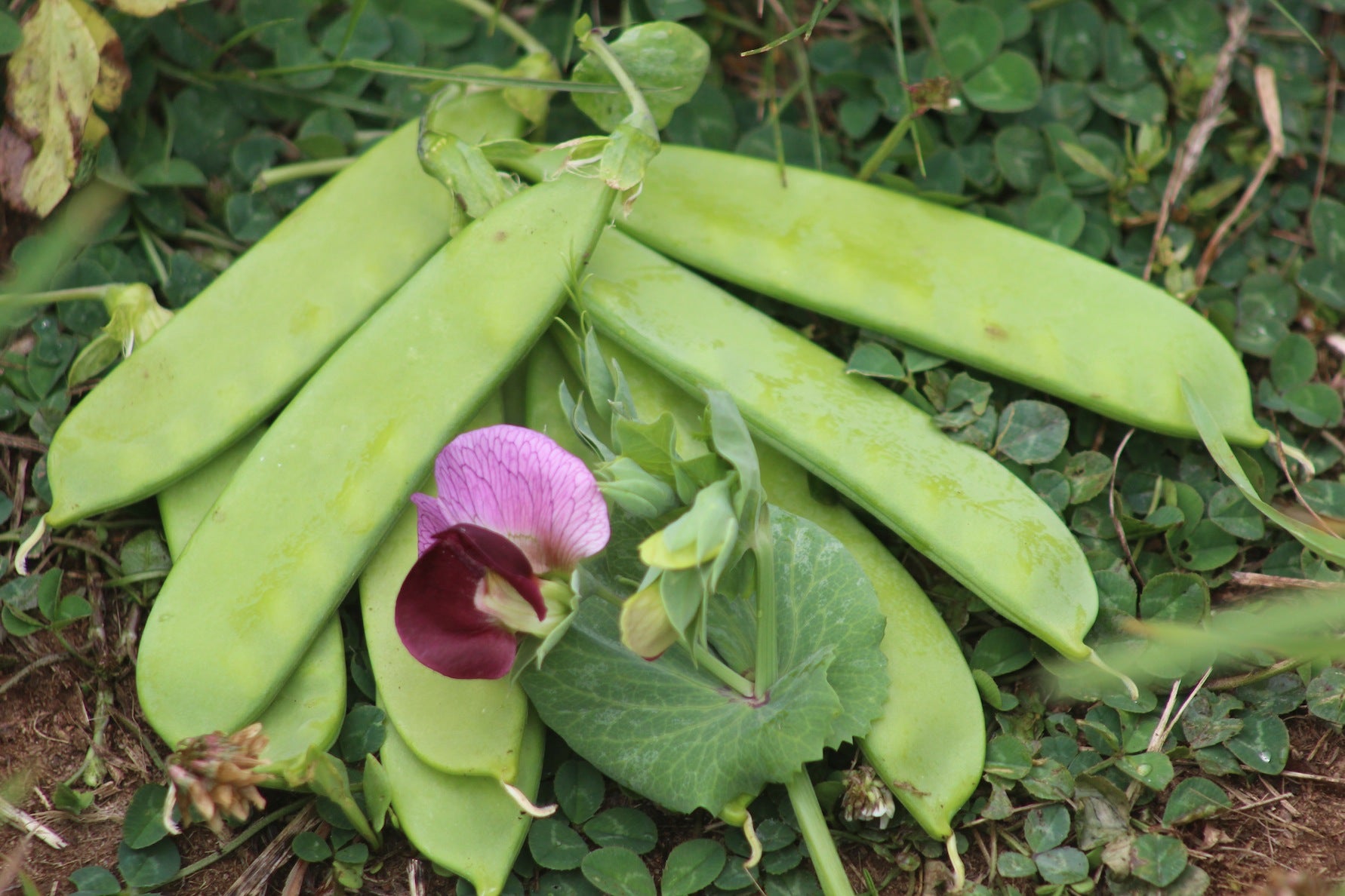 How to Grow Peas in Nova Scotia Canada