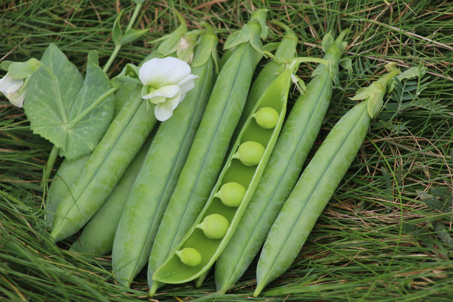 How to Grow Peas in Nova Scotia Canada