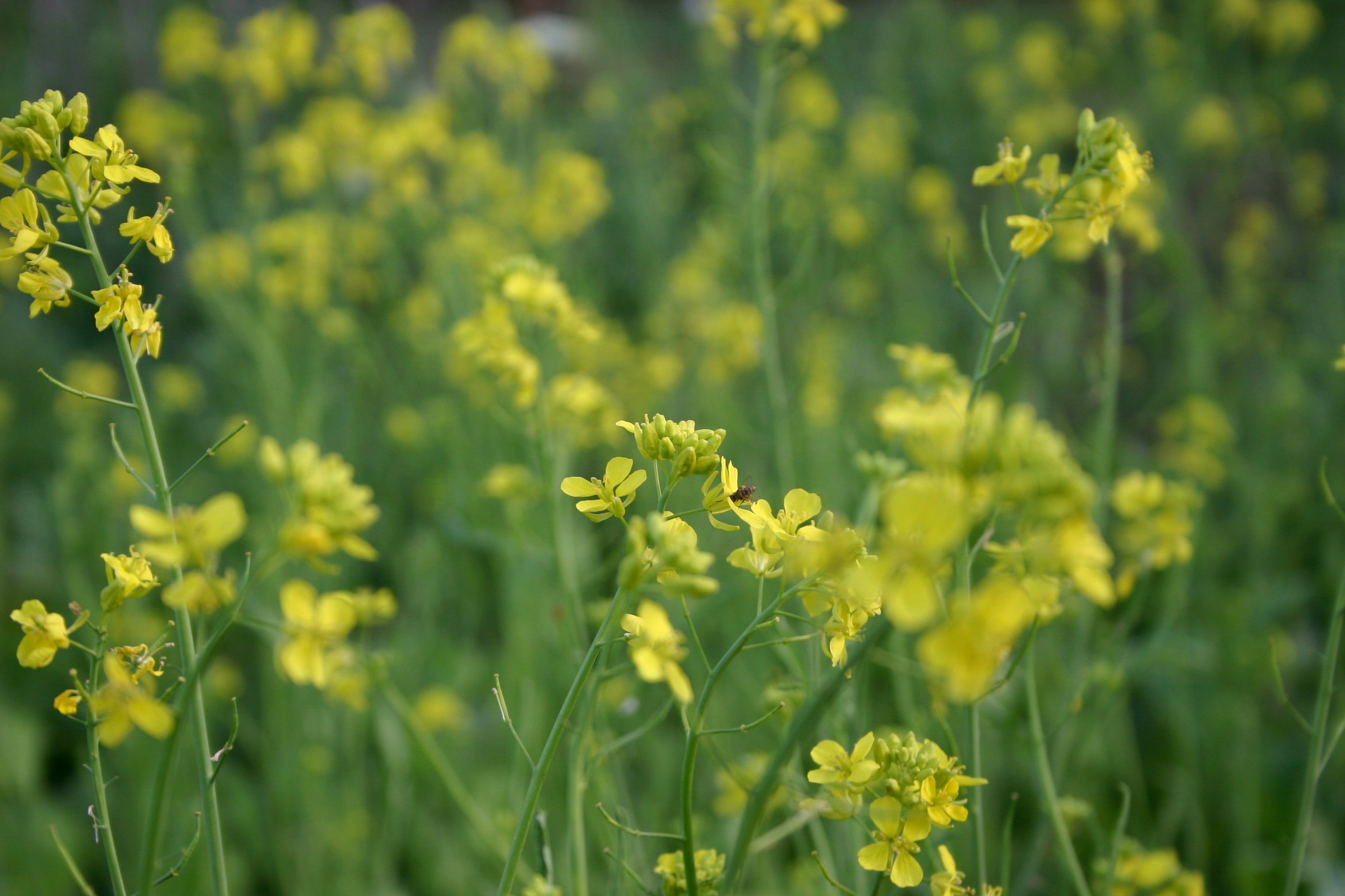 Flowering and Pollination - How to Save Brassica Seed - Nova Scotia Canada