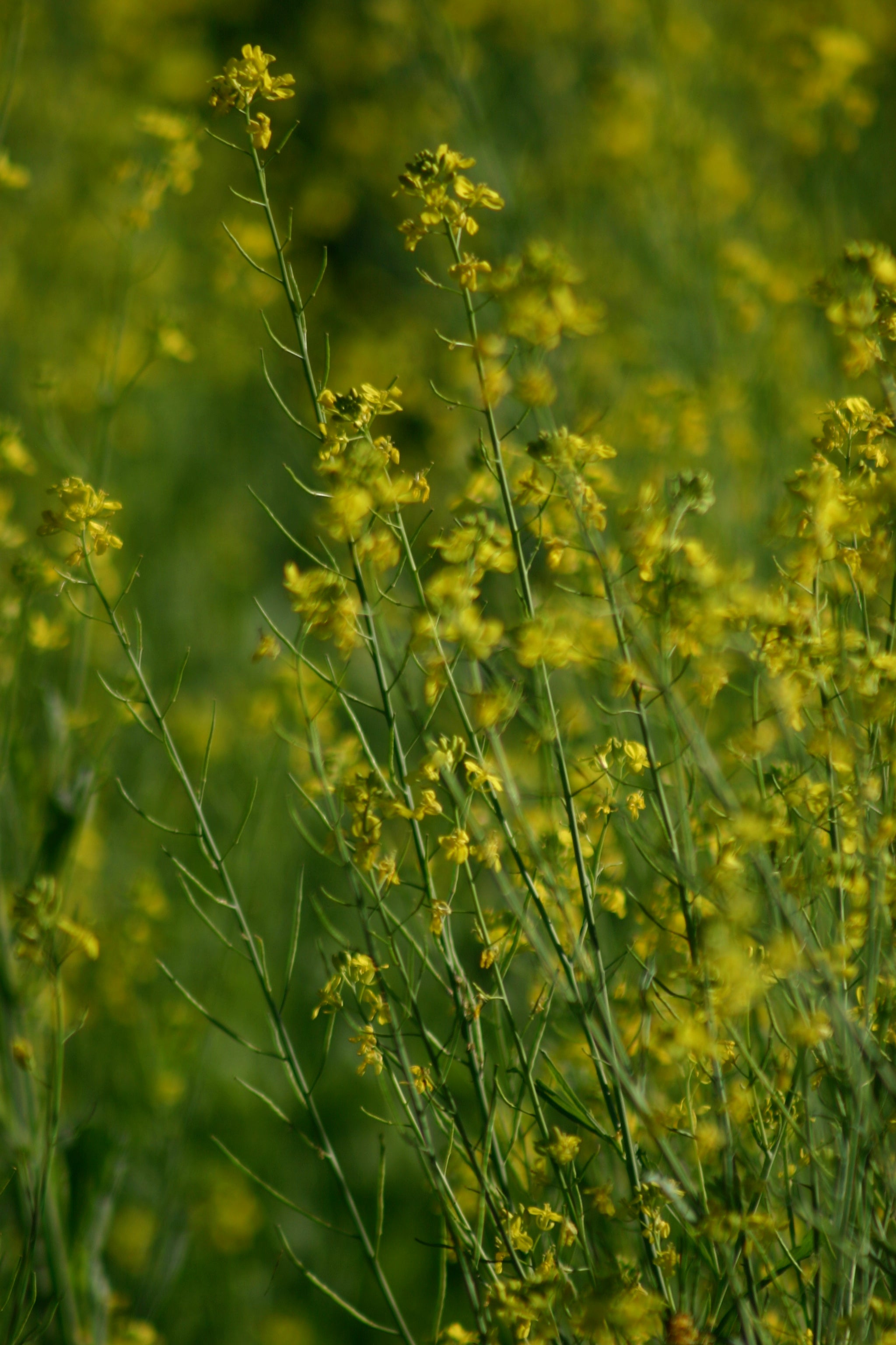 How to Save Kale Seed - Nova Scotia Canada