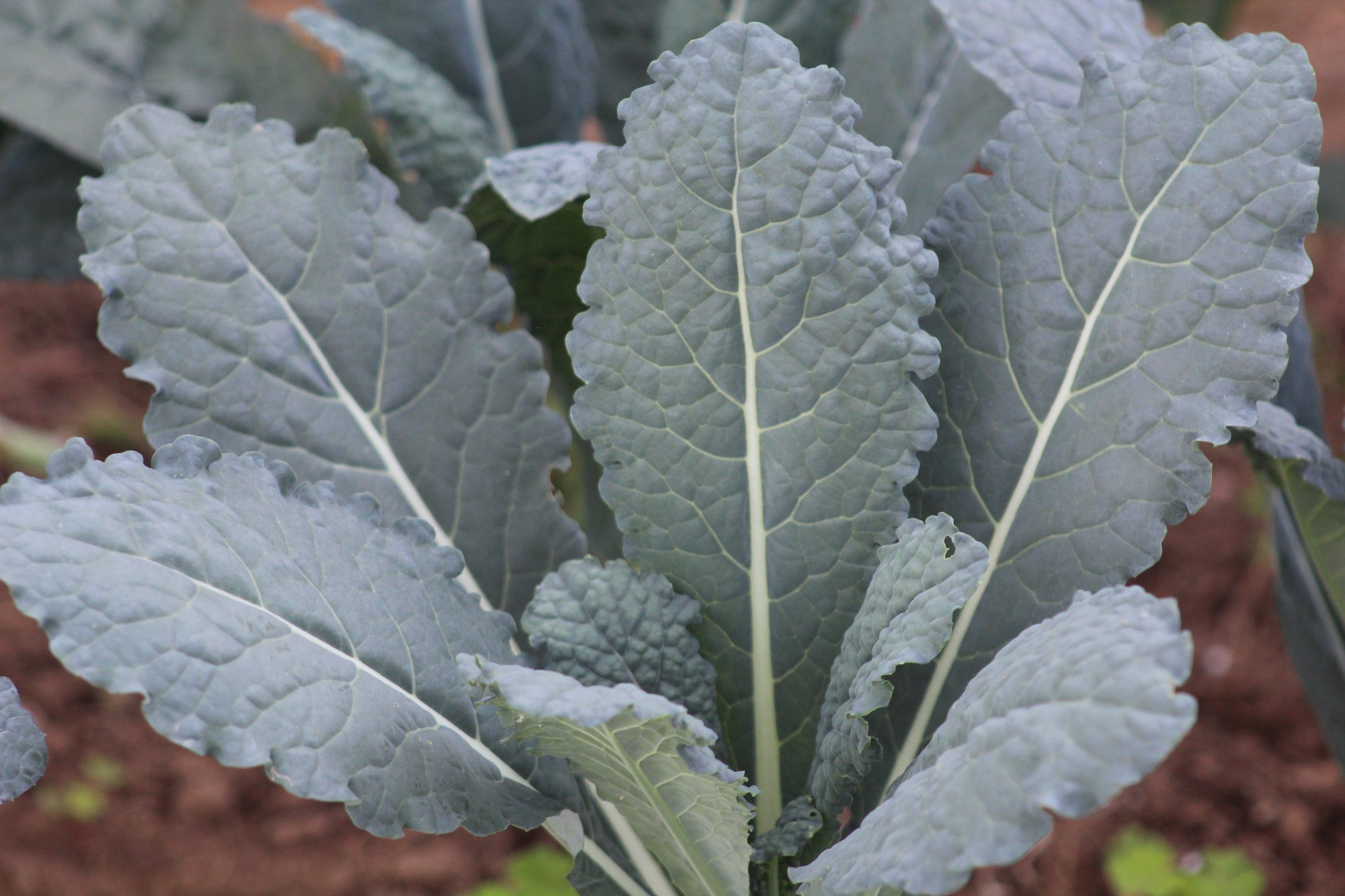 How to Grow Organic Kale in Nova Scotia Canada