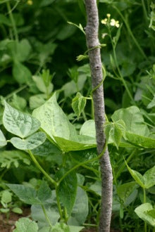 How to Grow Organic Pole Beans - Nova Scotia Canada - Annapolis Seeds