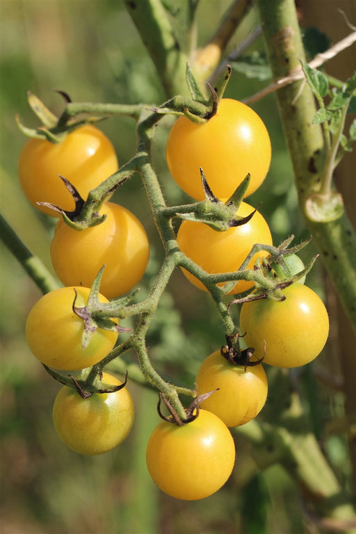 Black and Blue tomatoes: BLUE OSU Tomato