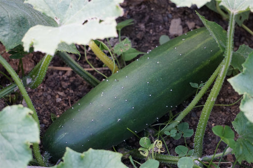 Cucumber, 'Silver Slicer