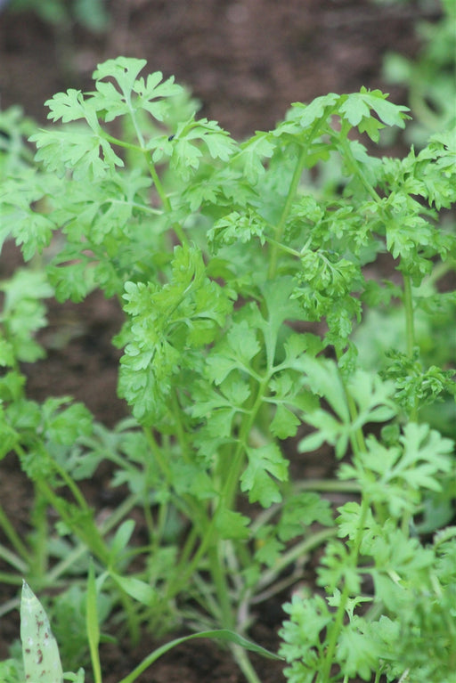 Wrinkled Crinkled Crumpled' Cress – Experimental Farm Network Seed