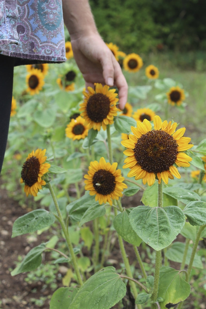 Sonja Sunflower - Annapolis Seeds - Grown in Nova Scotia