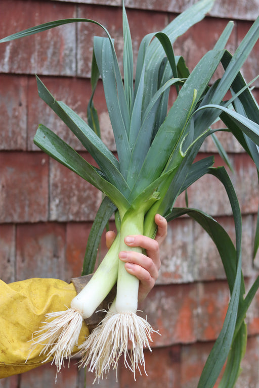 Shallot Long French Onion Seeds - Ár: €1.95