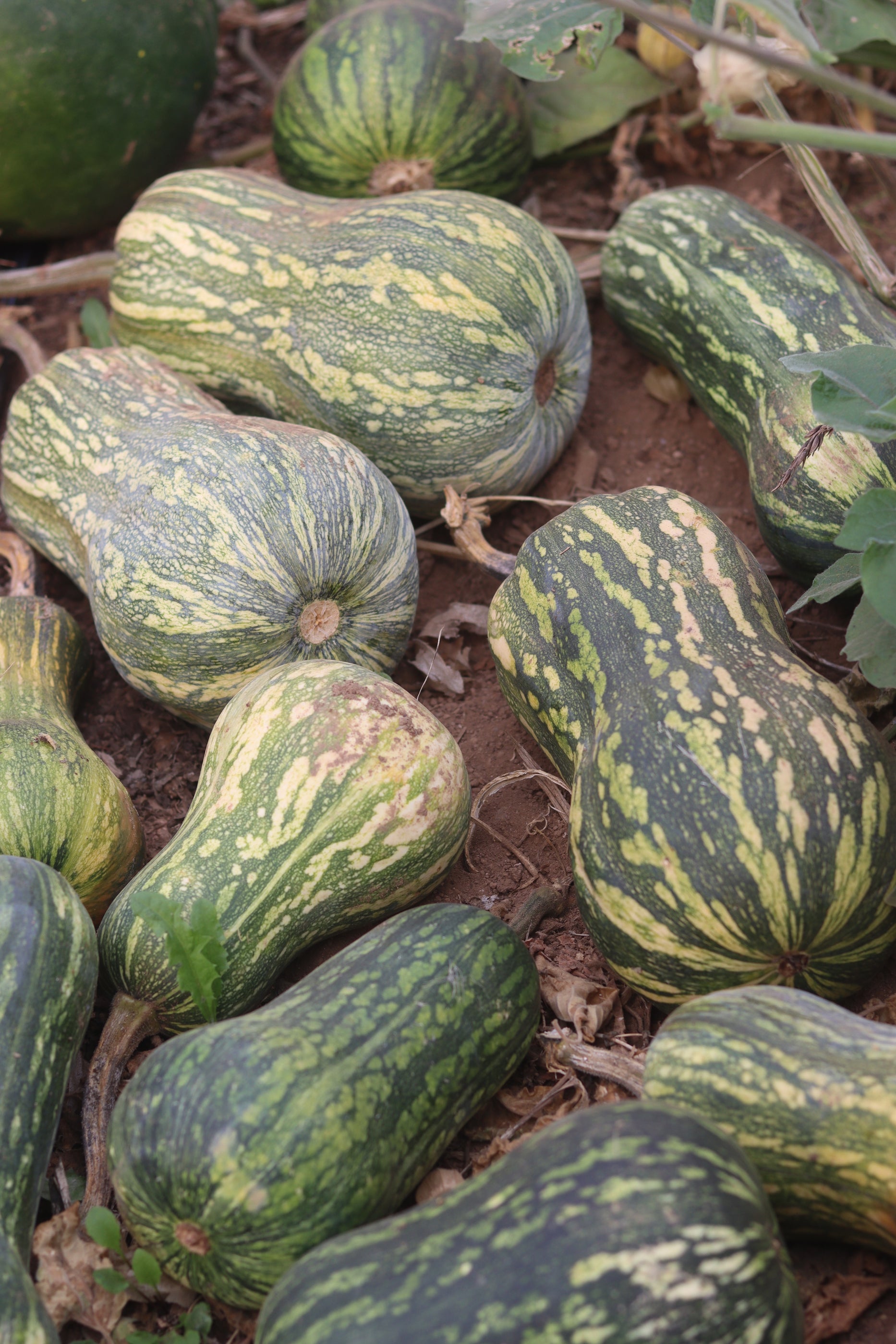 Guatemalan Green Ayote Squash - Annapolis Seeds - Grown in Nova Scotia