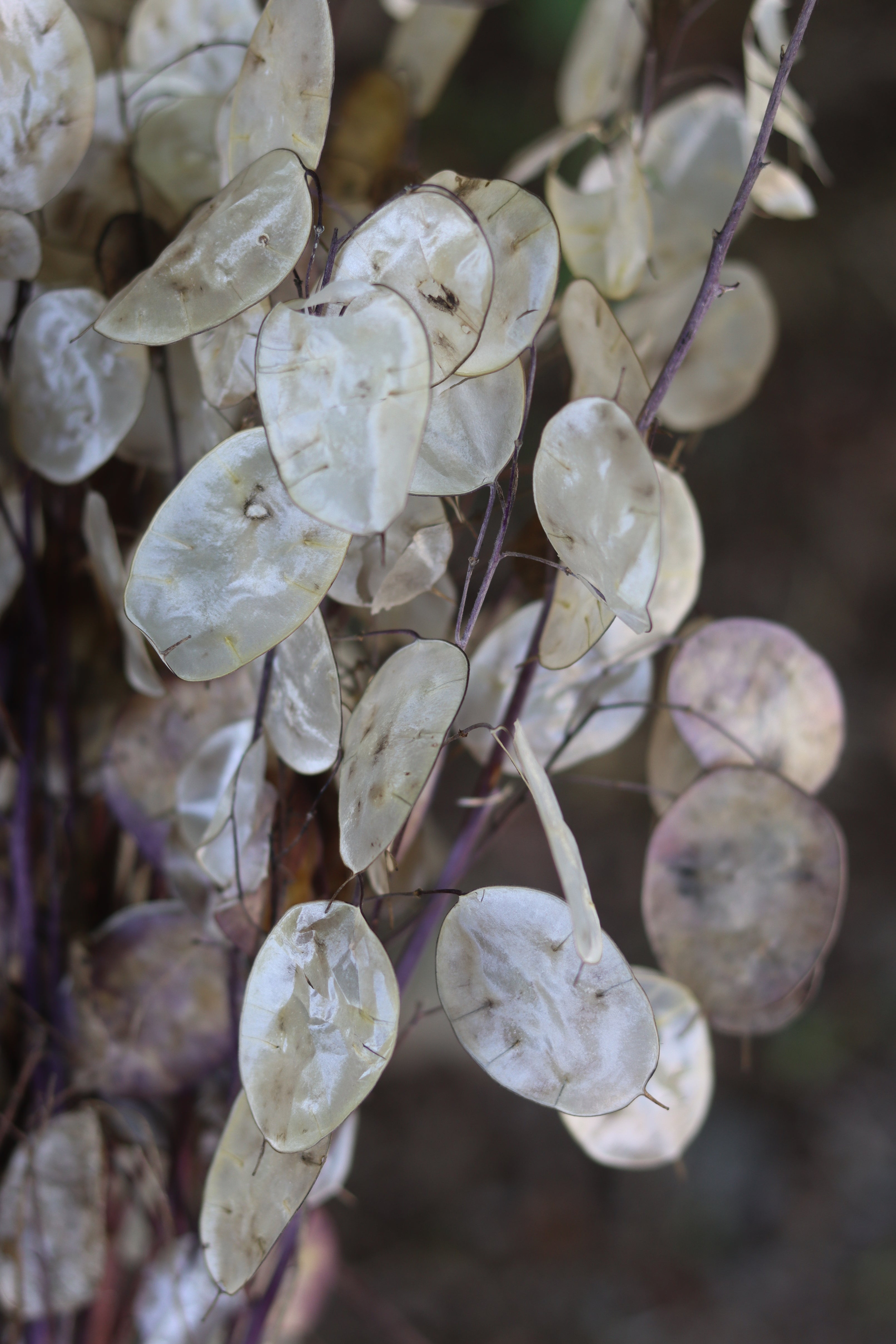 Lunaria - Silver Dollar Plant - Annapolis Seeds - Grown in Nova Scotia