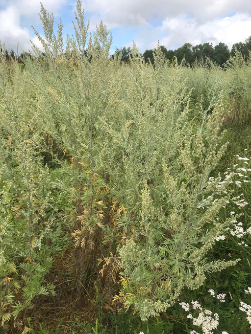 Artemisia annua (sweet wormwood) - Cambridge Botanic Garden