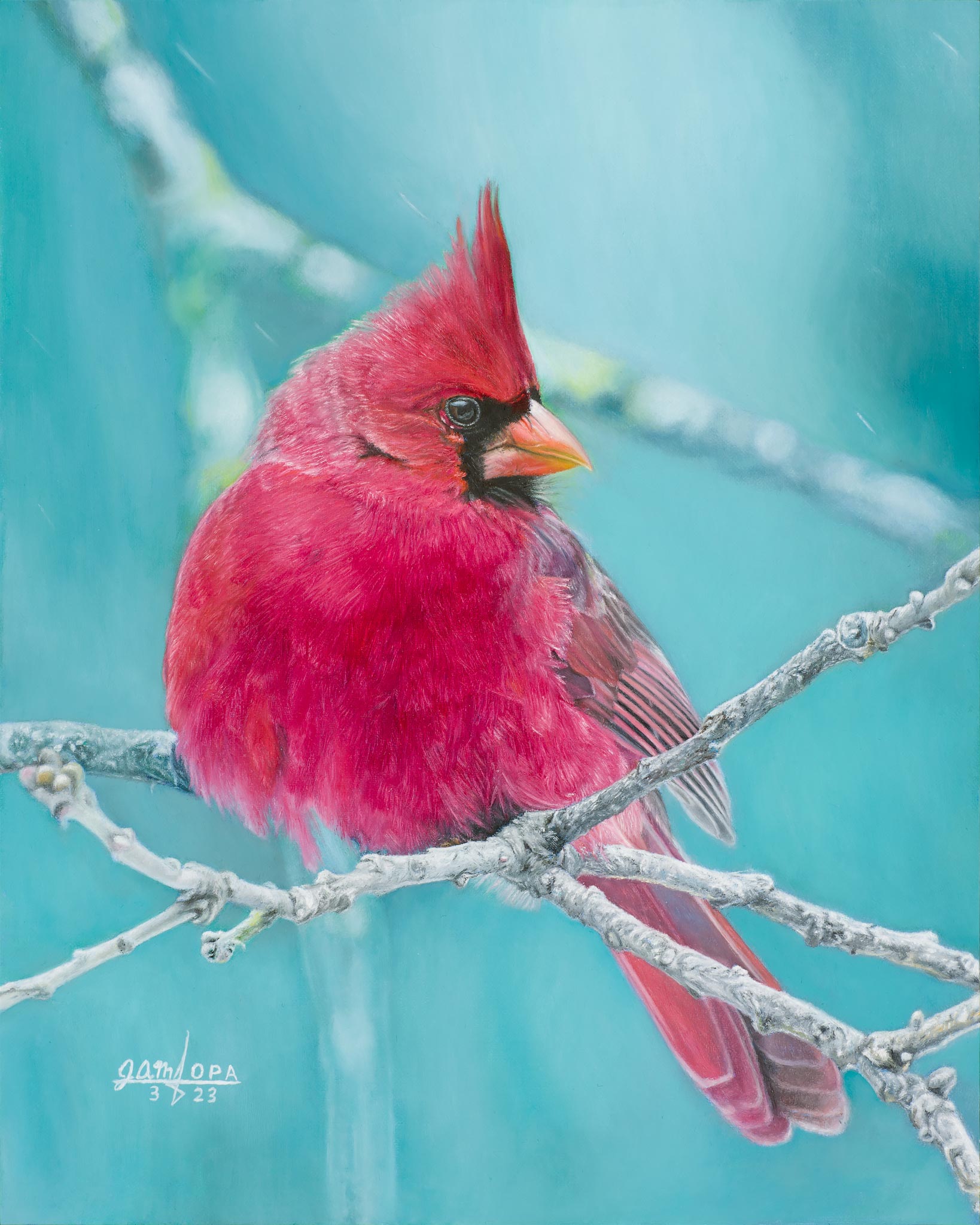 Winter Cardinal