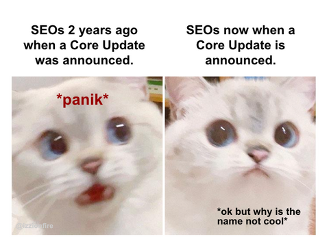 core algorithm update cat meme