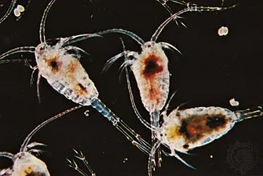 Live Saltwater Copepods – www.coralreeftn.com