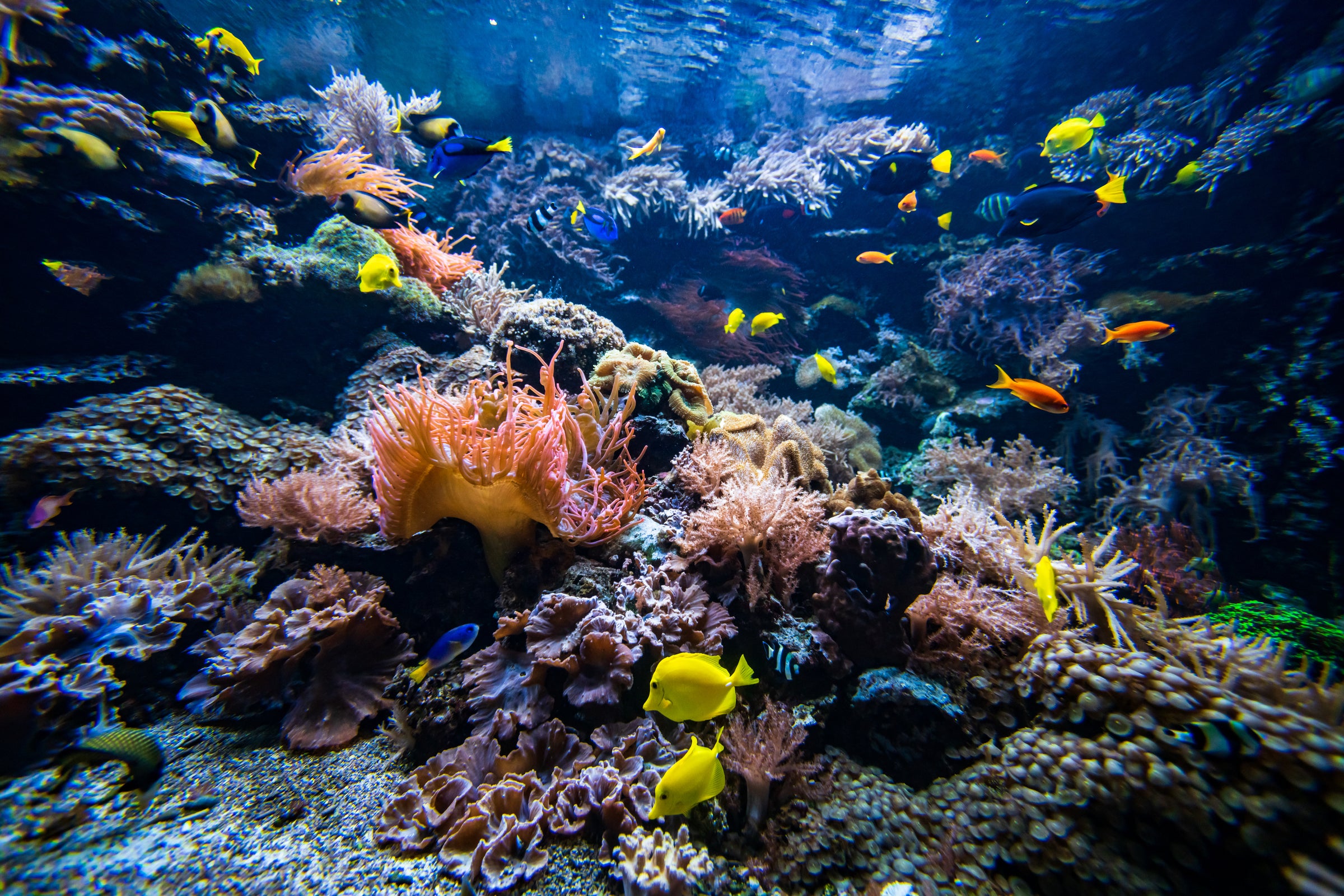 Reef Fish – www.coralreeftn.com