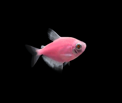 petco neon fish